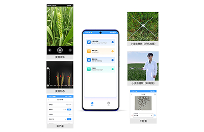 金华市小麦亩穗数分析仪IN-XM02