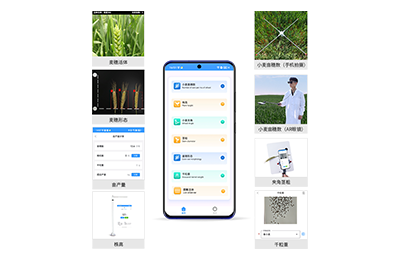 金华市小麦表型测量仪IN-XM05